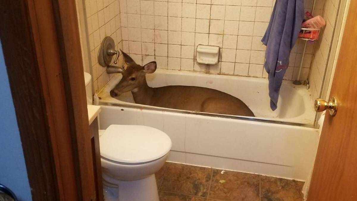 Jelen je provalio u kuću i smjestio se u kadu iz koje nije htio izaći