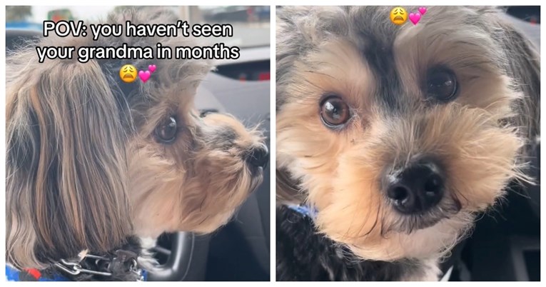 Pas ugledao baku prvi put u par mjeseci, njegova reakcija je sve 
