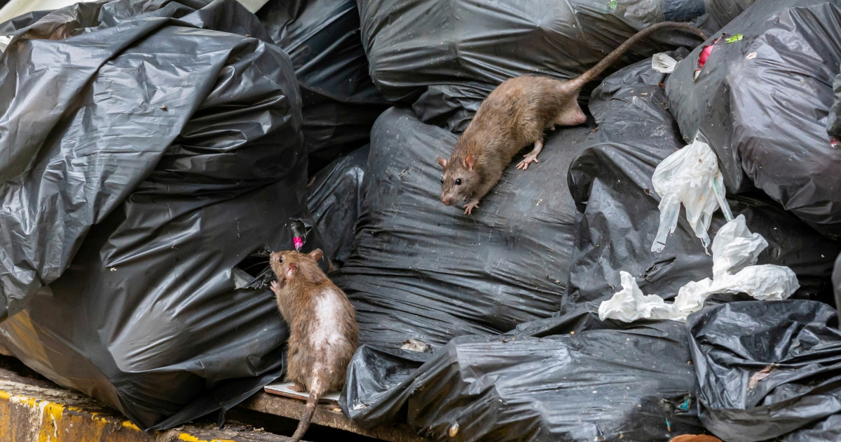 Štakori preplavljuju gradove diljem svijeta