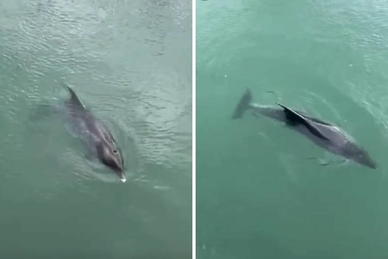 Dupinka u rijeci Jadro okotila mrtvo mladunče: "Ne odvaja se od njega, žalosna je"