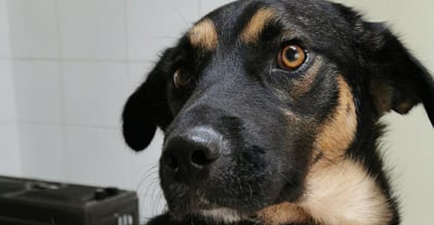 Apel iz Čakovca: Propucani pas i kujica s amputiranom nogom trebaju pomoć