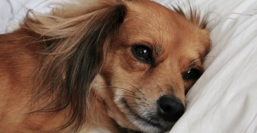 Evo kako prepoznati znakove depresije kod pasa
