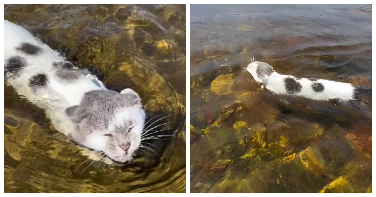 VIDEO Tko kaže da mačke ne vole plivati? Ova naprosto uživa u vodi