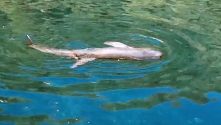 Dupin kod Lastova se već dva dana bori za život. "Pomozimo mu, gdje su institucije?"