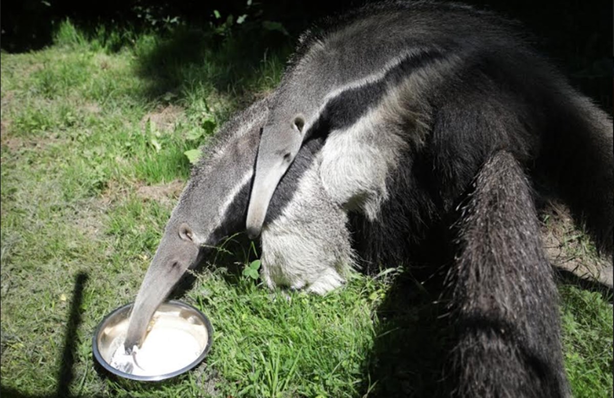 ZG Zoo: Prvo zagrebačko mladunče mravojeda dobilo ime Nosonja