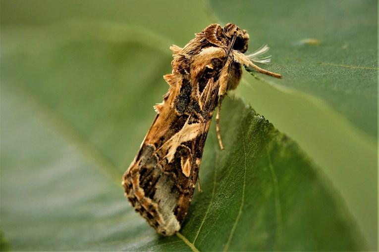 Izraelski znanstvenici: Otkrili smo dokaz da biljke i kukci komuniciraju zvukom