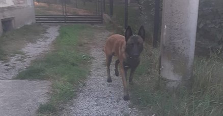 Uhićen vlasnik psa koji je napao djecu u Zagrebu