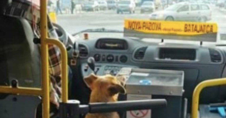 Vozač u Srbiji pustio psa u autobus, drugi dan ga je dočekalo iznenađenje