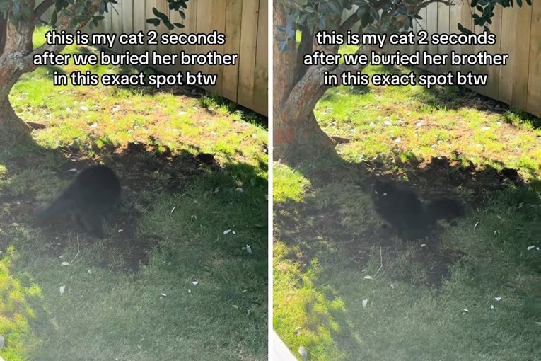 Video koji je rasplakao internet: Mačka tuguje za bratom na njegovom grobu
