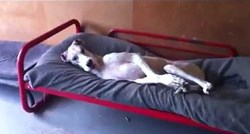 Ovaj pas razumije koliko vam je teško ustati ujutro
