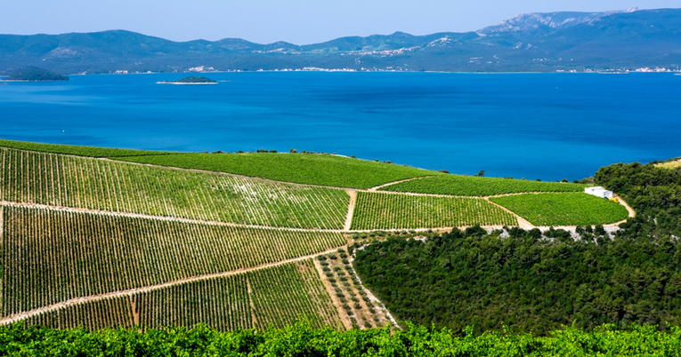 Vogue nahvalio tri hrvatske vinske regije: "Toskano, pomakni se"
