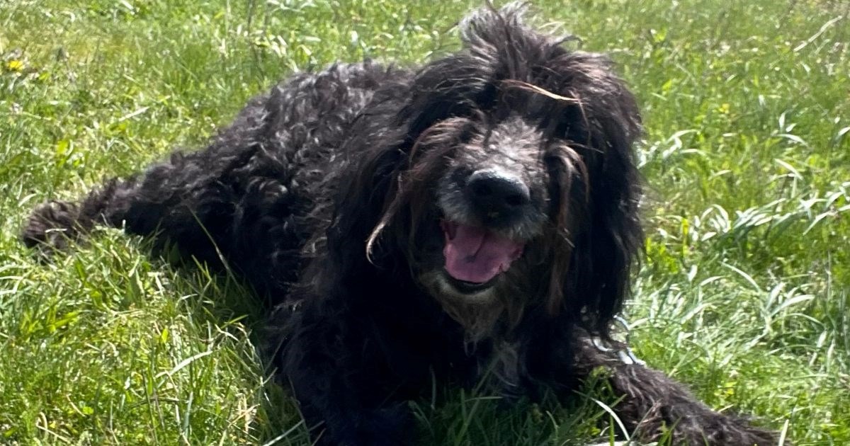 Bundaš traži dom: Živahni starčić obožava šetnje i maženje