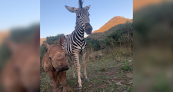 Bebe nosoroga i zebre pronađene su kao siročad, u utočištu su postale nerazdvojne