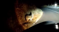 VIDEO U Gorskom kotaru snimio afričku divlju mačku kako šeta pokraj ceste