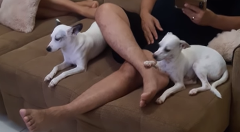 Jedan od pasa potrgao joj japanku, vrlo je brzo shvatila tko je kriv za to