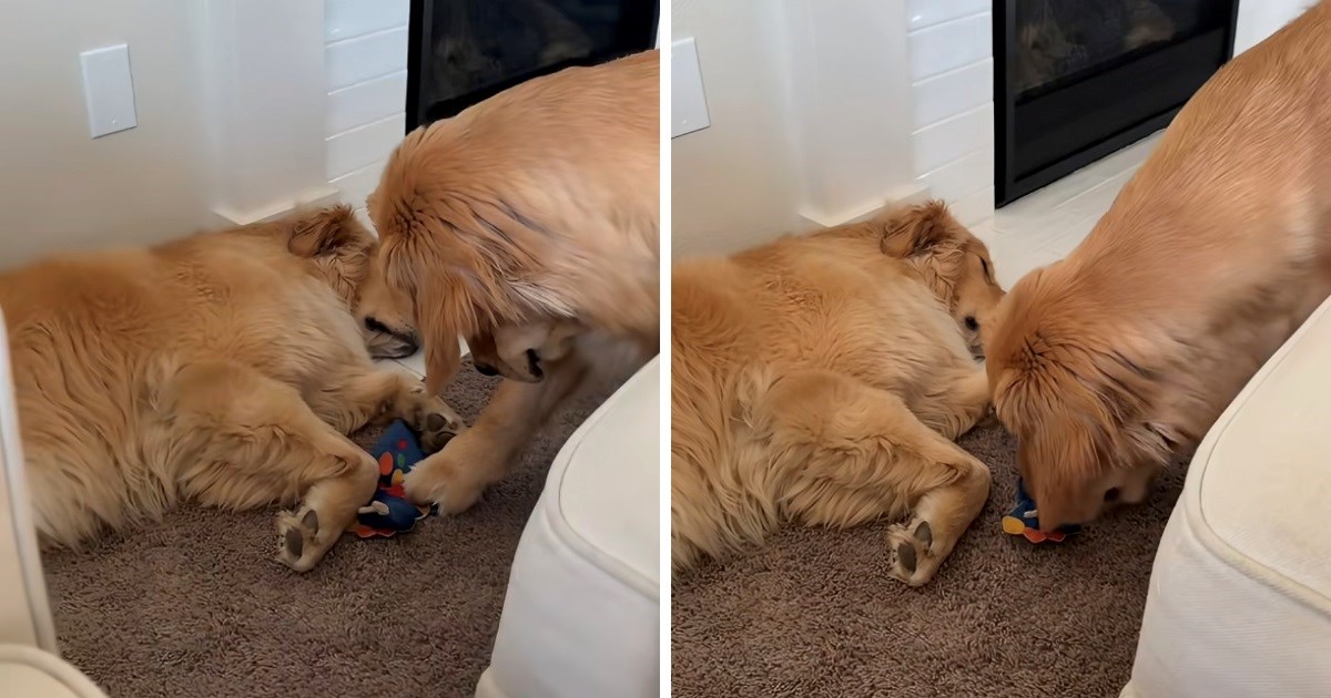VIDEO Zlatni retriver pažljivo pokušao ukrasti igračku dok je drugi pas spavao
