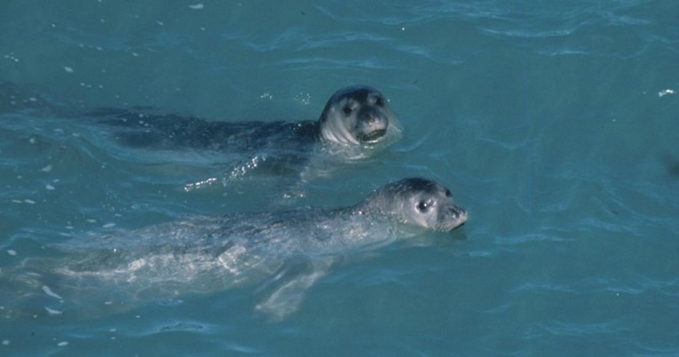 U Albaniji viđen jedan od najugroženijih morskih sisavaca na svijetu