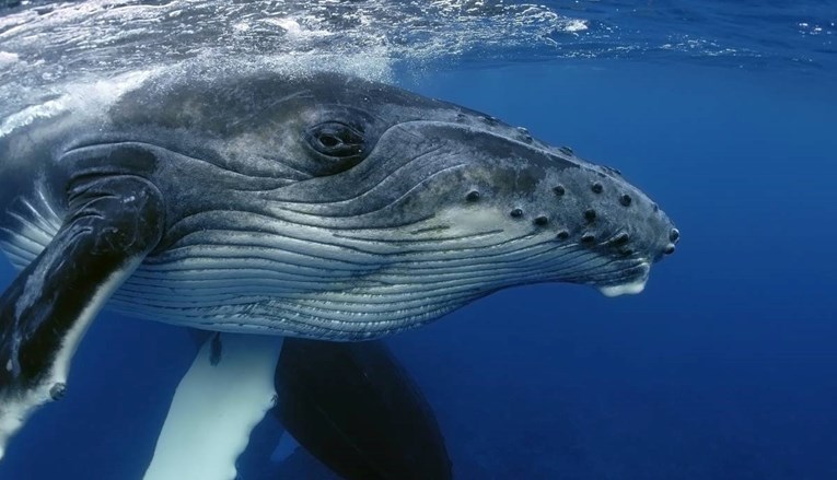 Znanstvenici riješili misterij pjesme kitova 