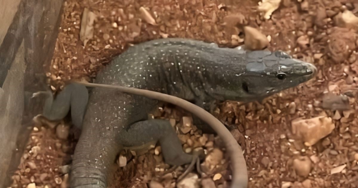 Turist se vratio iz Portugala, a sa sobom je donio slijepog putnika