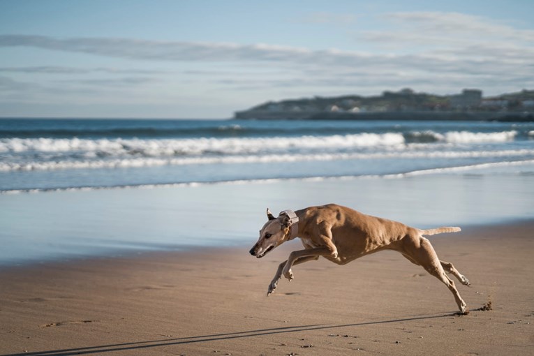 Top 5 najbržih pasmina: Psi koji ostavljaju sve iza sebe