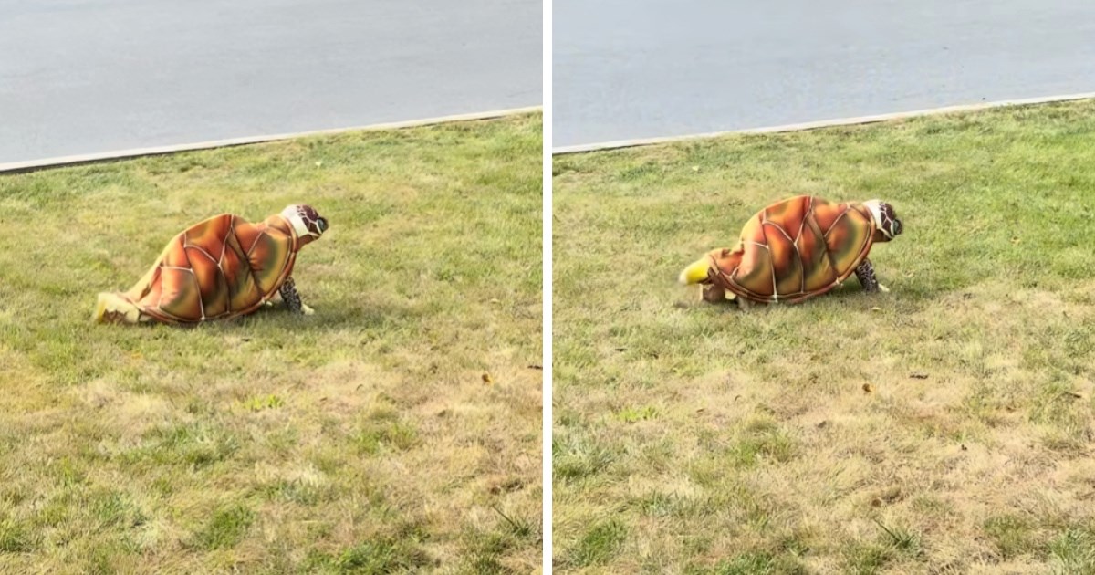 Dječak se obukao kao kornjača i nasmijao milijune ponašanjem: "Ovo je urnebesno"