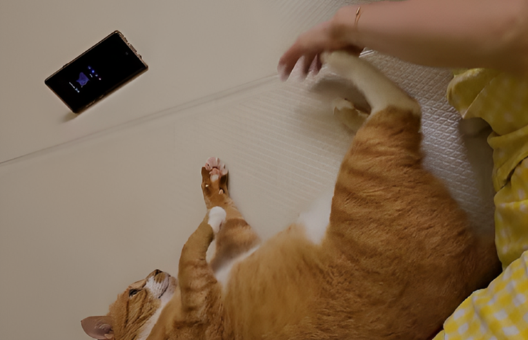 Ova mačka nikako nije raspoložena za češkanje trbuha