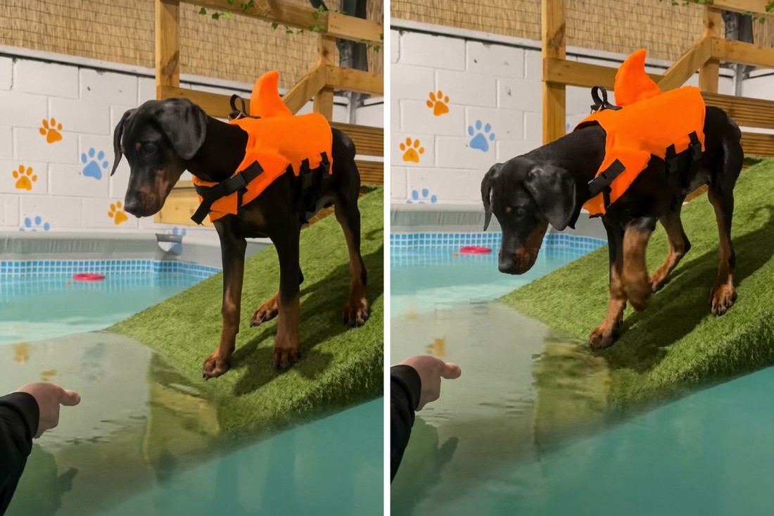 Štene dobermana umočilo šapu u bazen pa odmah požalilo svoju odluku