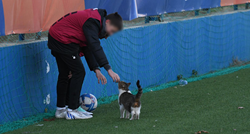 Maca ušetala na teren tijekom utakmice Varaždina i Rijeke