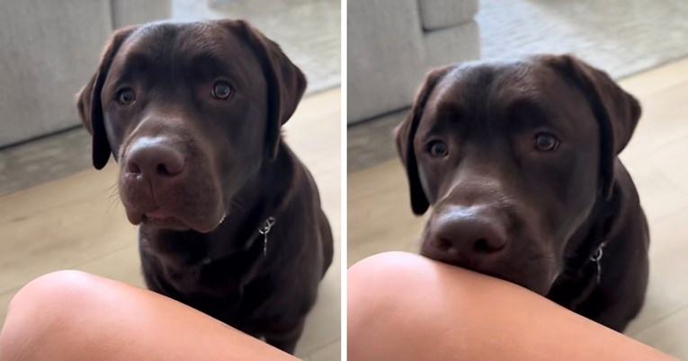 Uporni labrador postao hit: Njegov način traženja hrane nasmijao je mnoge