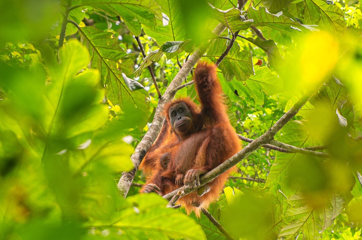 Orangutanima u Indoneziji prijeti izumiranje. Smrtonosne poplave ih prorijedile