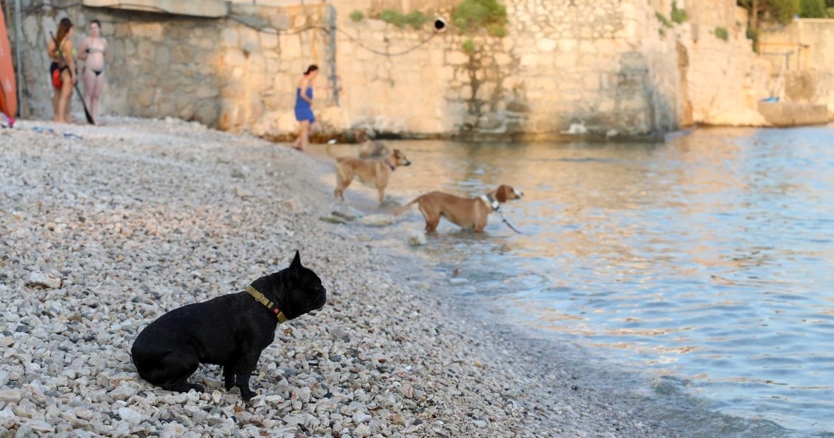 Ovo je popis plaža u Hrvatskoj na kojima je dozvoljen ulaz kućnim ljubimcima