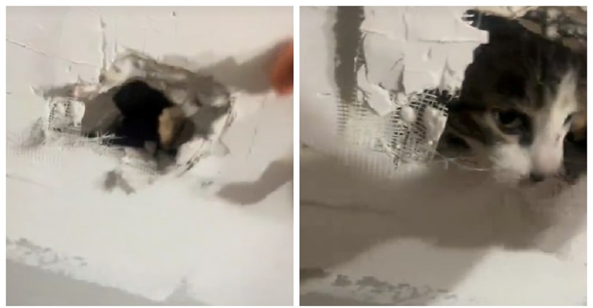 VIDEO Čula grebanje u zidu pa počela luđački kopati, snimka je postala viralna