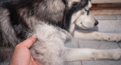 Što kada vam psu prekomjerno opada dlaka?