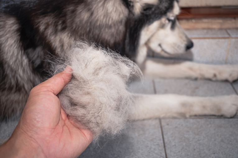 Što kada vam psu prekomjerno opada dlaka?