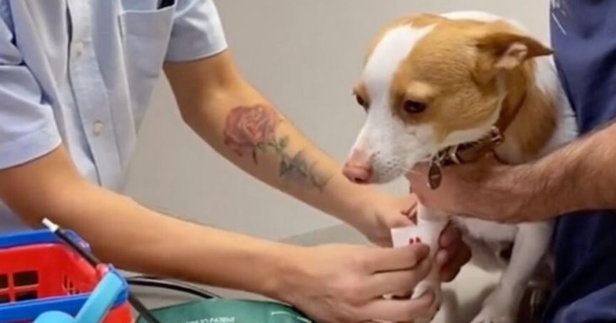 VIDEO Pas imao dramatičnu reakciju zbog male porezotine