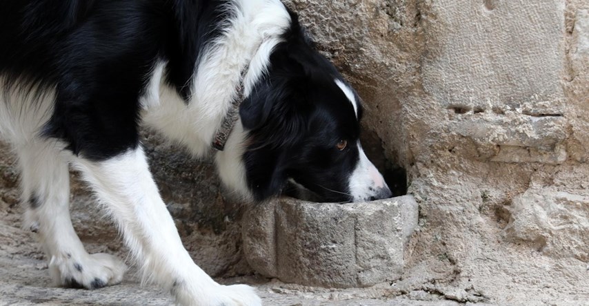 Šibenik: Kamene pojilice za pse i mačke iz 16. stoljeća i danas su u funkciji
