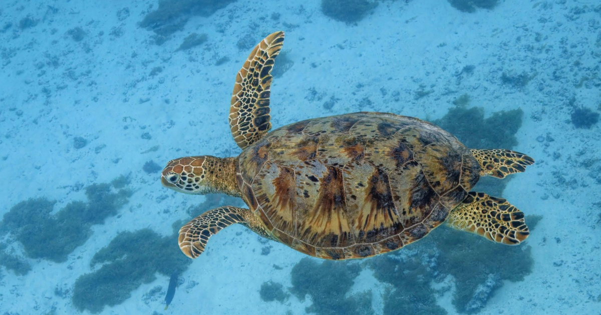 Veliki uspjeh. Zelena kornjača spašena s ruba izumiranja