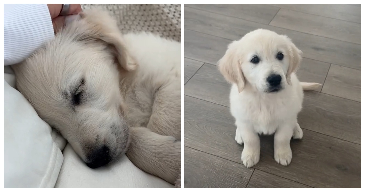 Ova snimka jutarnje rutine jednog psića uljepšat će vam dan