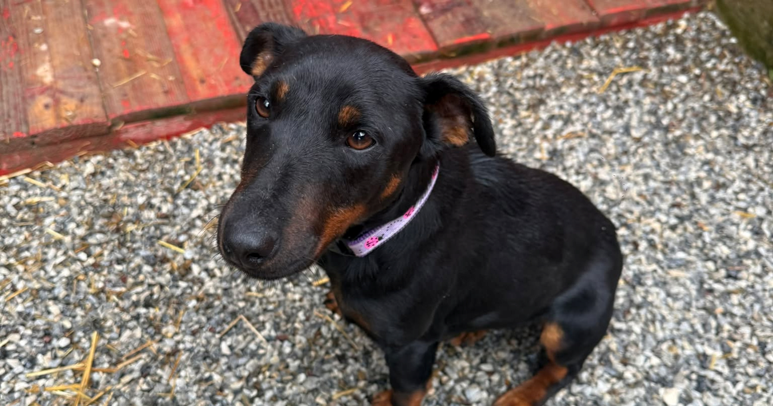 Sićušna kujica Biserka iz osječkog azila hitno treba topli dom