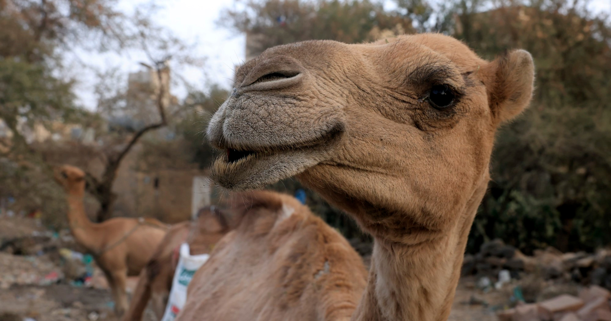 Skandal na natjecanju ljepote: Deve diskvalificirane zbog botoksa i filera