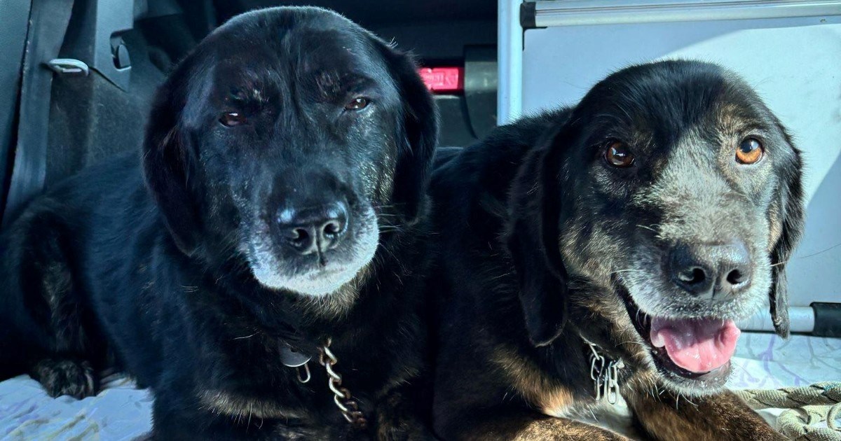 Momo i Senka traže dom već dugih sedam godina. Njihova tužna priča slama srca