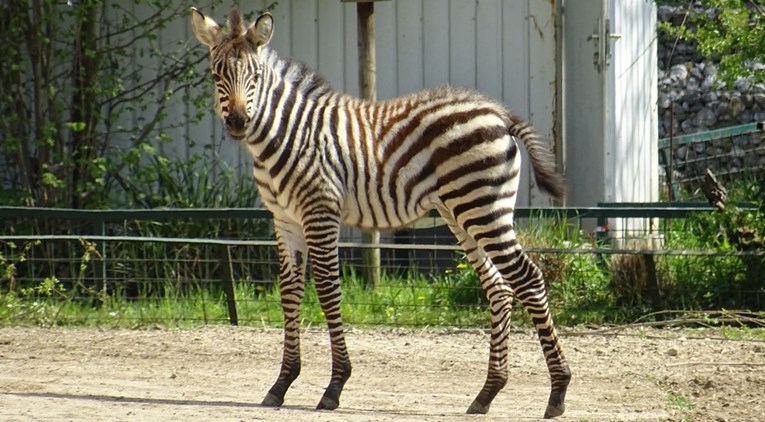 Zagrebački zoološki vrt traži ime za mladunče zebre. Koje vi predlažete?