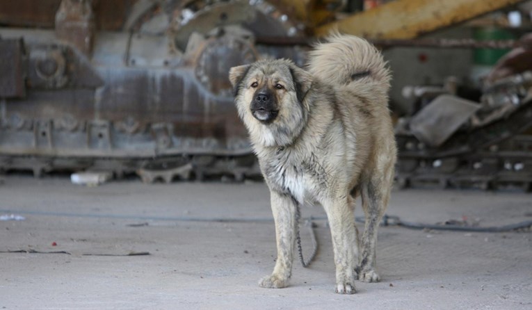 Slovenci uvode novo pravilo, držanje pasa na lancu kažnjavat će se do 1600 eura