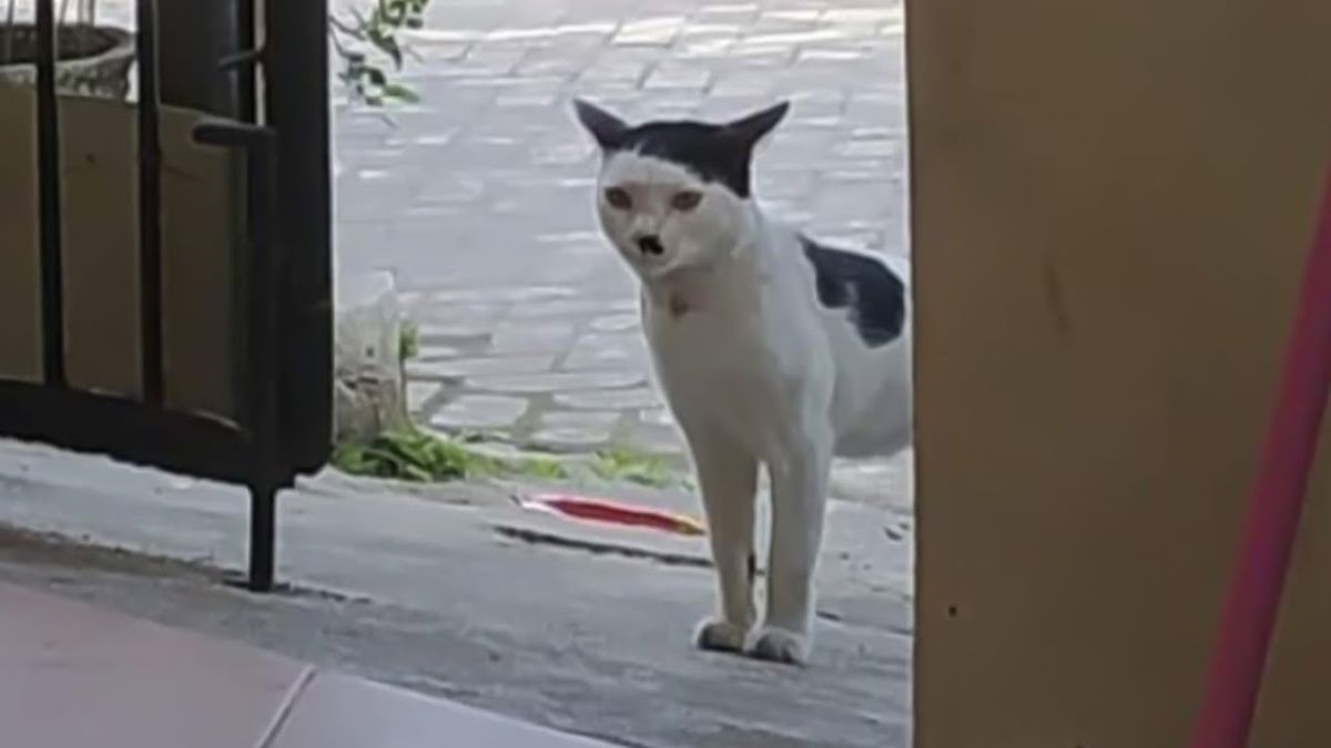 Bez ljubimaca bismo se manje smijali. Pogledajte video i uvjerite se sami
