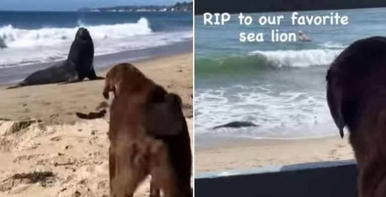 Pas pretužno reagirao kad je vidio svog prijatelja morskog lava mrtvog na plaži