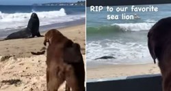Pas pretužno reagirao kad je vidio svog prijatelja morskog lava mrtvog na plaži