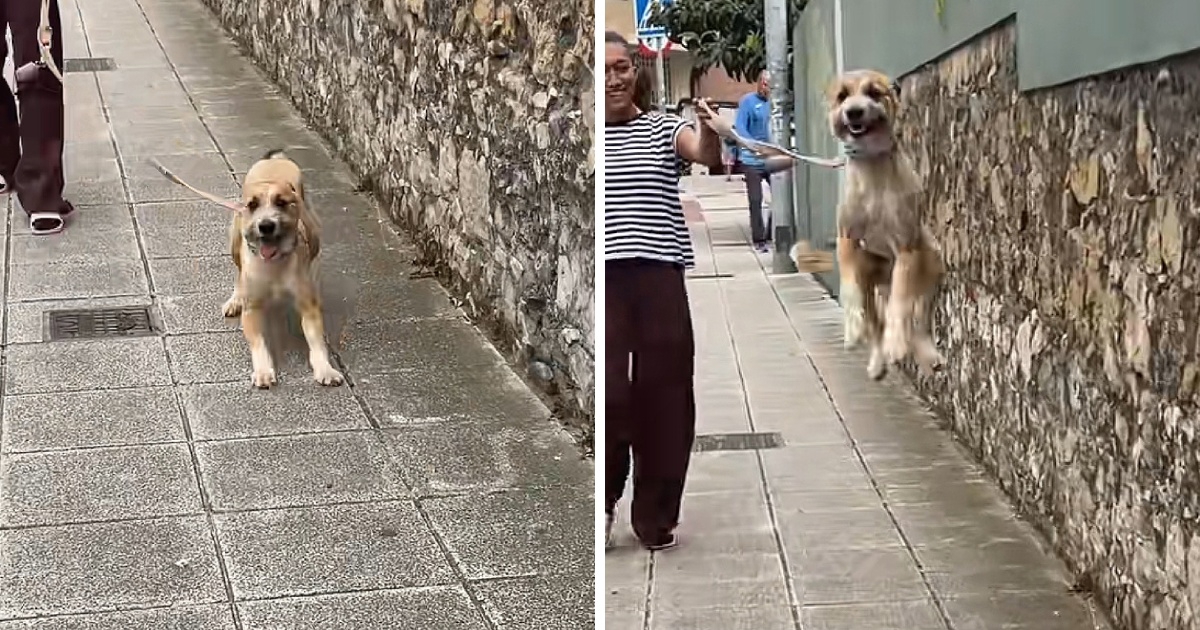 Pas ugledao omiljenu osobu pa pokazao kako izgleda čista sreća 🐶