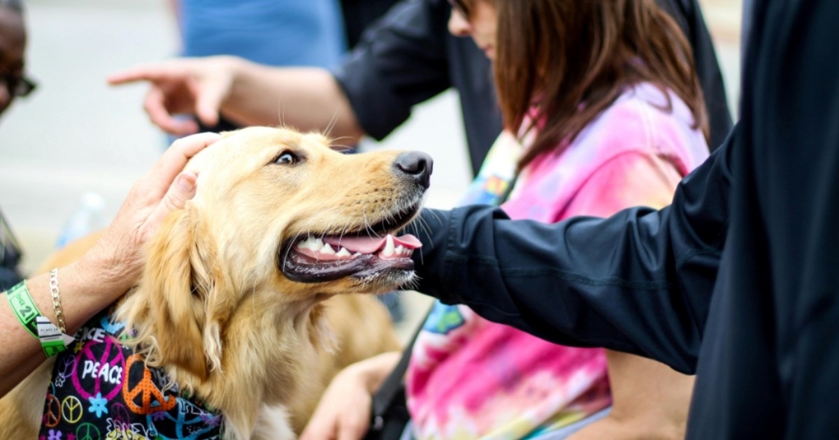 Deset najnježnijih pasmina pasa koje su dobar izbor za svakoga