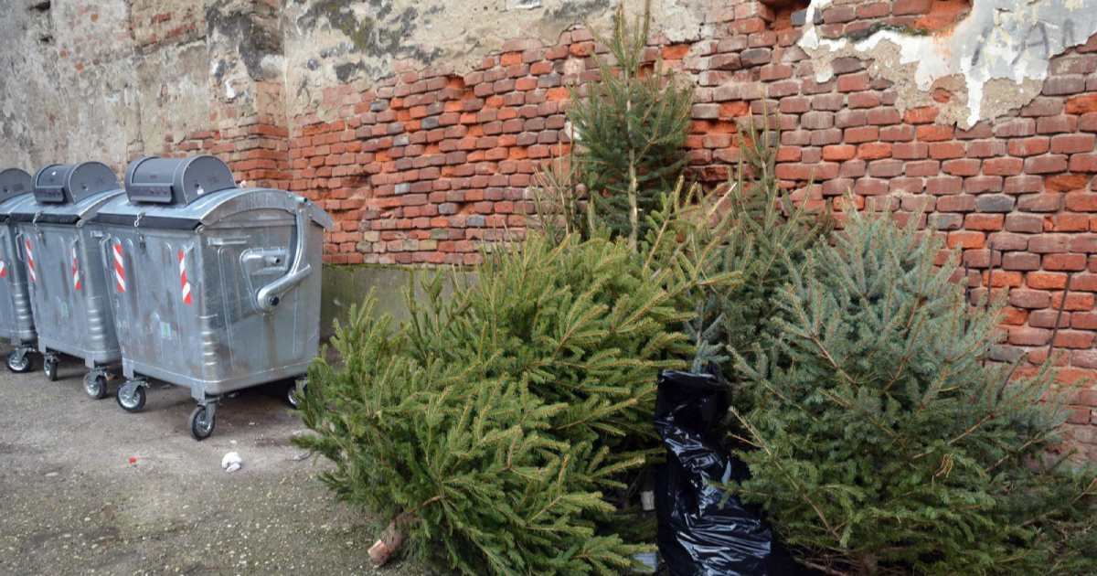 Objavljeno kad kreće besplatan odvoz božićnih drvaca u Zagrebu