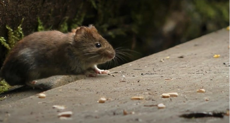 U Sloveniji epidemija mišje groznice